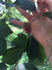 Fagus sylvatica