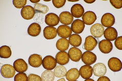Uromyces kalmusii