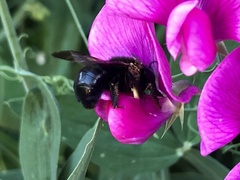 Xylocopa tabaniformis androleuca