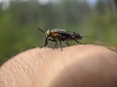 Chrysops cincticornis