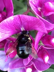 Xylocopa tabaniformis androleuca