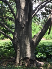 Fagus sylvatica