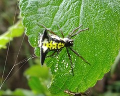 Micrathena raimondi