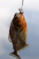 Pygocentrus nattereri