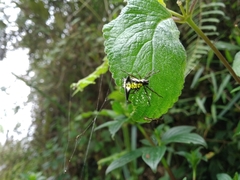 Micrathena raimondi