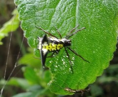 Micrathena raimondi