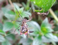 Micrathena raimondi