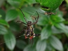 Micrathena raimondi