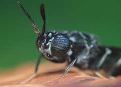 Hermetia illucens