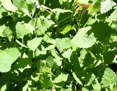 Megarhyssa macrurus icterosticta