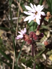 Lithophragma tenellum