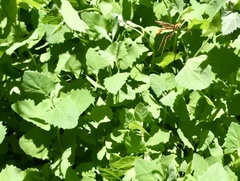 Megarhyssa macrurus icterosticta