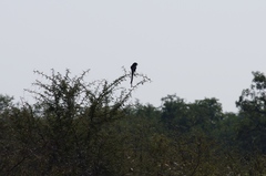 Lanius melanoleucus