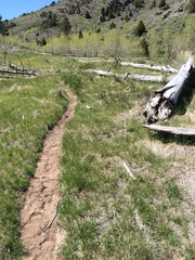 Lithophragma tenellum