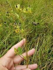 Polytaenia