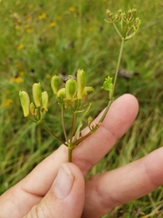 Polytaenia