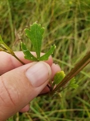 Polytaenia