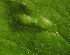 Macrophya infumata