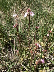 Lithophragma tenellum