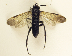 Macrophya infumata