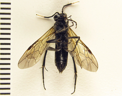 Macrophya infumata