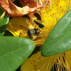 Bombus mixtus