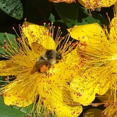 Bombus mixtus