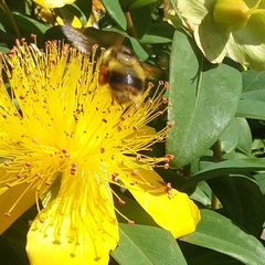 Bombus mixtus