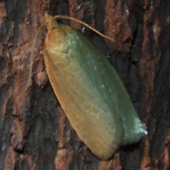 Clepsis clemensiana