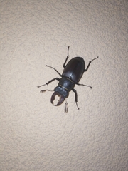 Lucanus cervus turcicus