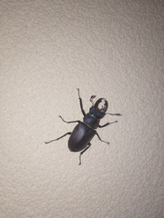 Lucanus cervus turcicus