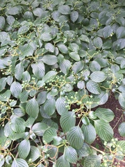 Cornus