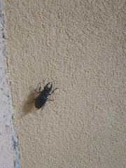 Lucanus cervus turcicus