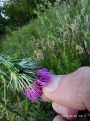 Coleoptera