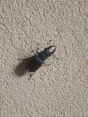 Lucanus cervus turcicus