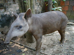 Tapirus