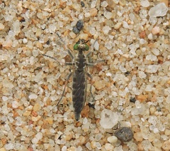 Stichopogoninae
