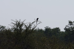 Lanius melanoleucus