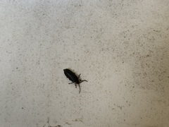 Lucidota atra