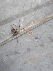 Eusparassus