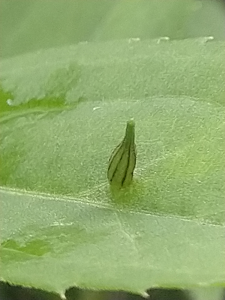 Rhopalomyia inquisitor