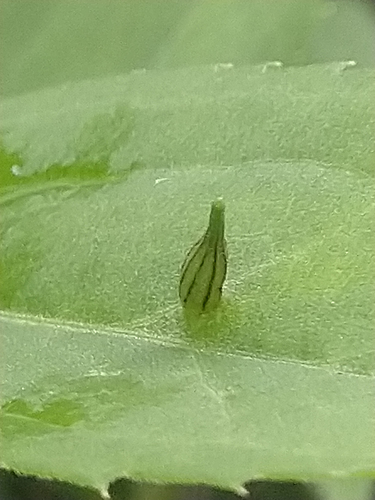 Rhopalomyia inquisitor