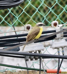 Myiozetetes similis