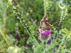 Autographa gamma
