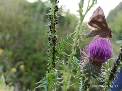 Autographa gamma