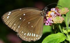 Euploea sylvester