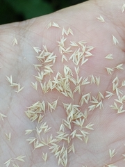 Sphenopholis intermedia