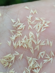 Sphenopholis intermedia