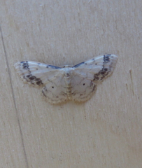 Idaea trigeminata