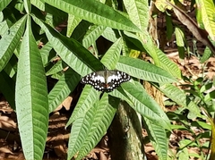 Papilio demoleus